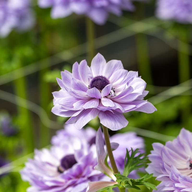 Anemone 'Levante® Azzuro'